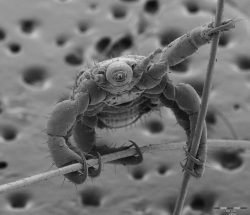 Lice under electron microscope