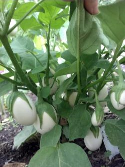 Before they’re ripe, it’s easier to see why they’re called eggplants.