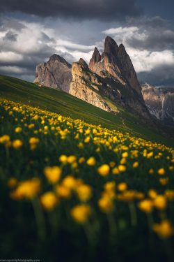 A carpet of flowers in the beautiful Dolomites