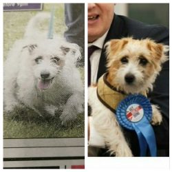 same dog?