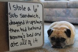 Pug Shaming