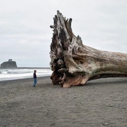 That bit of driftwood aint gonna fit in the boot…
