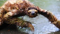 Wet sloths are super creepy