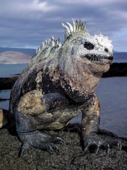 this marine iguana from hell