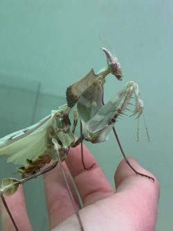 The Giant Devil’s Flower Mantis looks like something that crawled out of hell