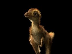 What a baby T. rex might have looked like.