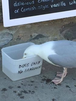 Seagull anarchist