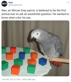 Alex, an African Grey parrot, is believed to be the first animal ever to ask an existential ques ...