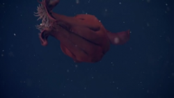 The Vampire Squid is a creature from hell