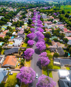 Jacaranda trees in Johannesburg, Gauteng, Africa.