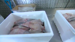 “We’re stuffed” – Brixham fish merchant Ian Perkes says he’s unabl ...