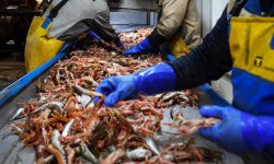 Brexit problems halt some Scottish seafood exports to EU