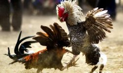 Rooster fitted with blade for cockfight kills its owner in India