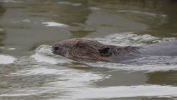 Cornwall tea plantation wild beaver sighting a ‘first’