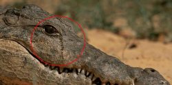Crocodiles shed tears as a result of the air trapped in their sinuses after eating their prey. S ...
