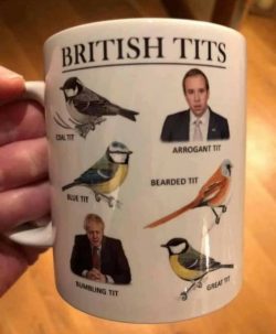 British Tits.