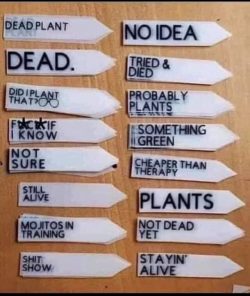 My kind of plant labels