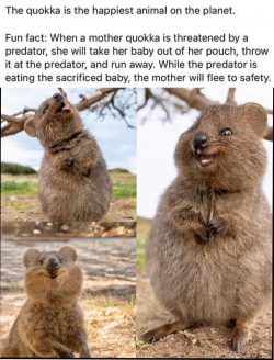 Happy Chappy Quokka