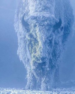 Bison at 35° below zero. Photographed at Yellowstone National Park