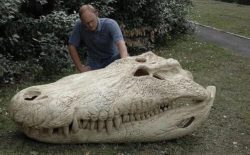 The skull of a Purussaurus, one of the biggest crocodiles to have ever lived