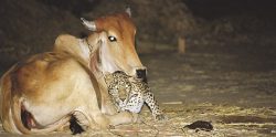 The Real Story Behind These Leopard And Cow Photos That Still Makes Little Sense