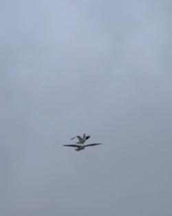 Seagull takes a free ride