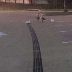 how fast was that duck going