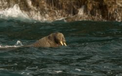 Wally the Walrus in Cornwall