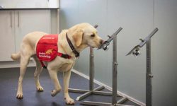 Faster than a PCR test: dogs detect Covid in under a second