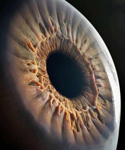 The human eye