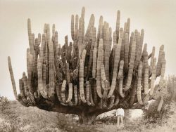 An photo of a massive massive cardón taken in 1895. Cardón, also called Mexican giant cacti, are ...