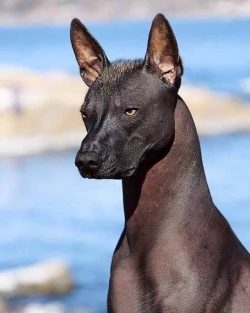 Xoloitzcuintli is an ancient Aztec dog breed once considered guides for the dead on their journe ...