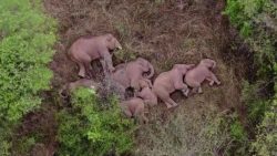 How Elephants sleep