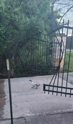 “I said open the f*cking gate…”