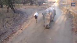 Lamb teaches baby rhino how to bounce