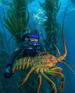 Huge Lobster