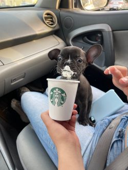 First puppuccino