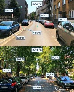 Why trees are needed in cities