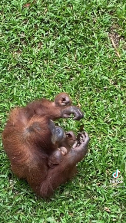 A woman dropped her sunglasses in the Orangutan enclosure