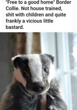 Badger