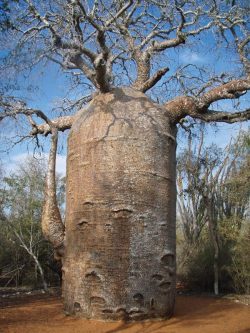 The Baobab tree can hold up to 32,000 gallons of water