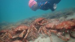 ‘Incredible’ mass gathering of spider crabs in Falmouth