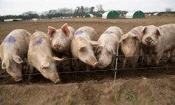 Surplus pigs may be culled because of staff shortages, says meat industry | Farm animals | The G ...