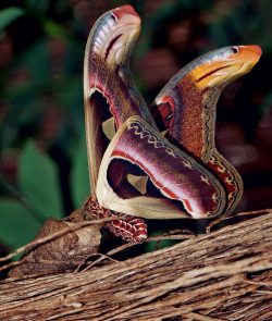 The atlas moth has wings that mimic two cobras watching her back