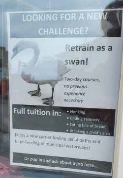 I want to be a swan