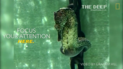 Seahorse giving birth to 2,000 babies