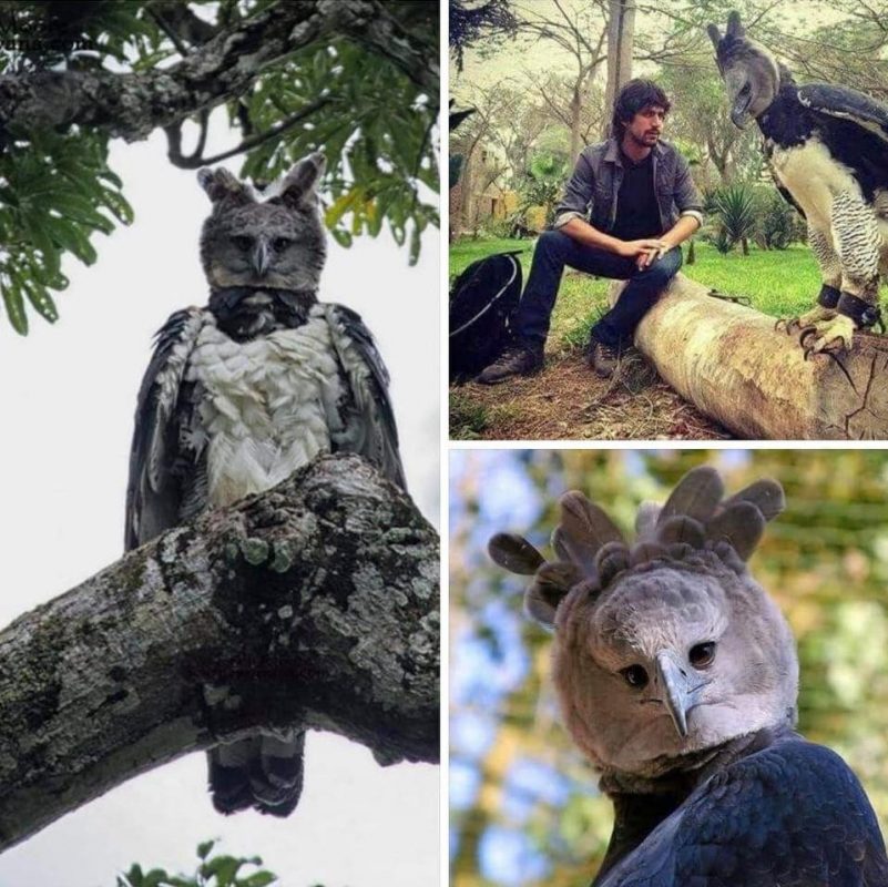 This is a Harpy Eagle, One of the largest eagles in the world