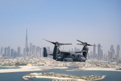 Osprey over Dubai