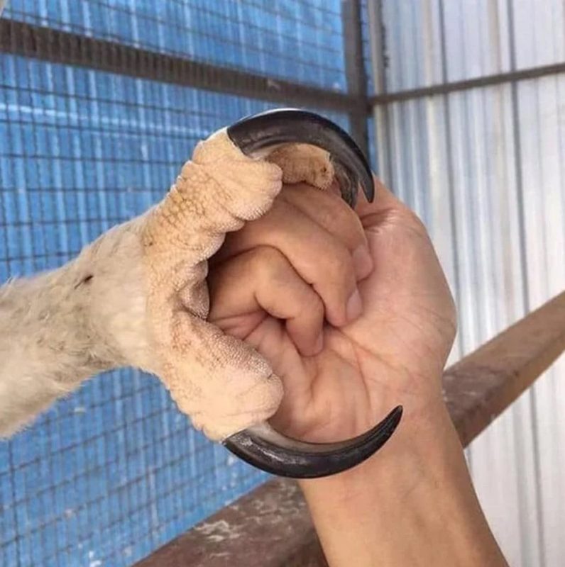 The Harpy Eagle has the largest talons out of any eagle species, growing up to the size of bear  ...