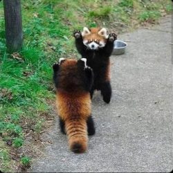 When red pandas feel threatened, they stand up to look dangerous. This may not work as well as t ...
